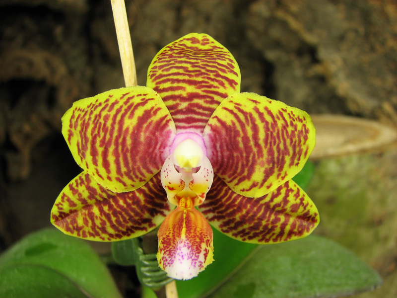 Phalaenopsis Sogo Lawrence x Phalaenopsis Kung's Red Cherry.jpg
