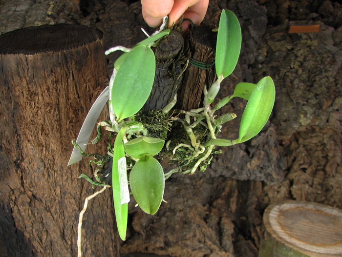 Cattleya dolosa var alba.jpg