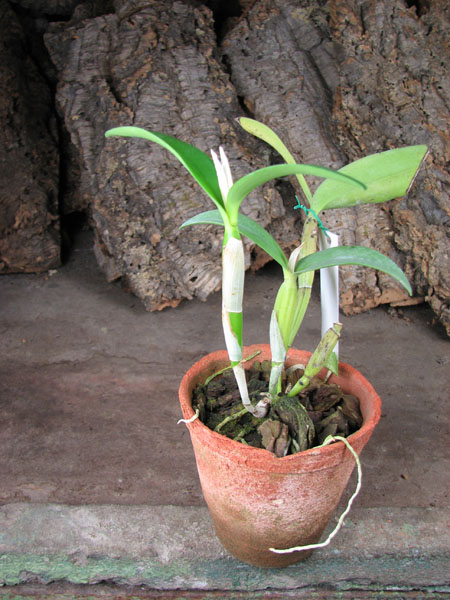 Guarianthe aurantiaca.jpg