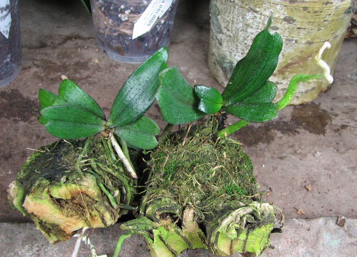 Aerangis biloba.jpg