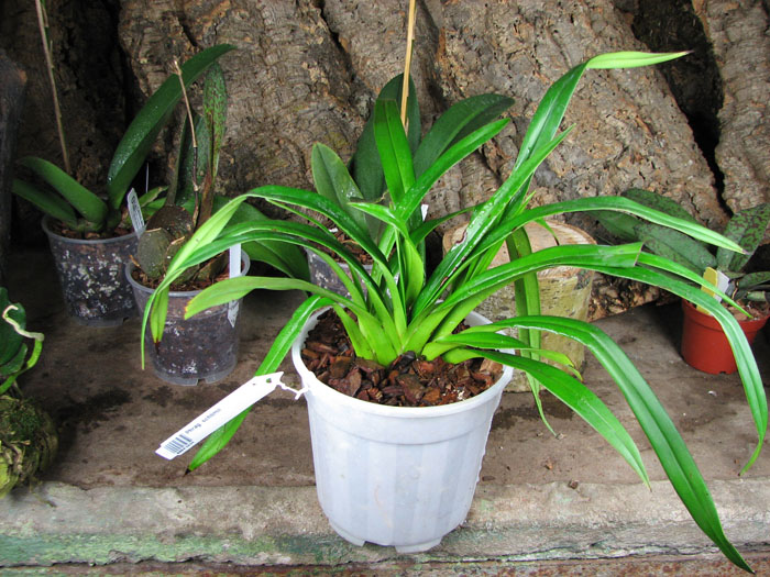 Phragmipedium schlimii.jpg