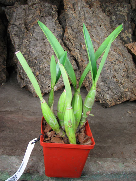 Laelia gouldiana.jpg
