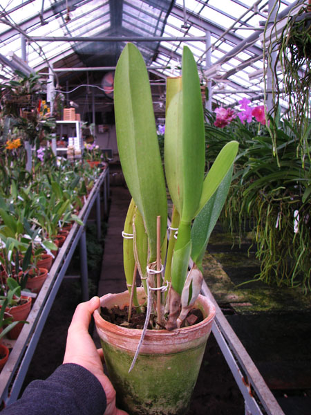 Laelia lobata var alba plena.jpg