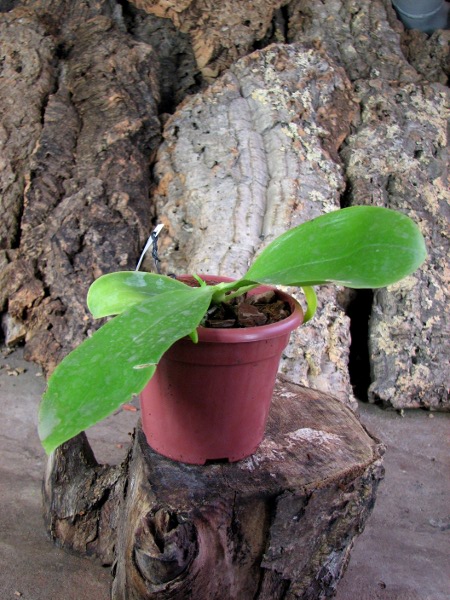 Phalaenopsis amboinensis x Phalaenopsis Penang Girl.JPG