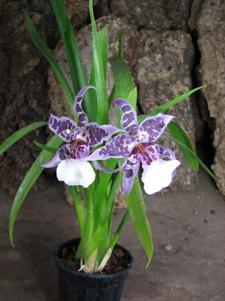 Beallara Peggy Ruth Carpenter 'Morning Joy'.JPG