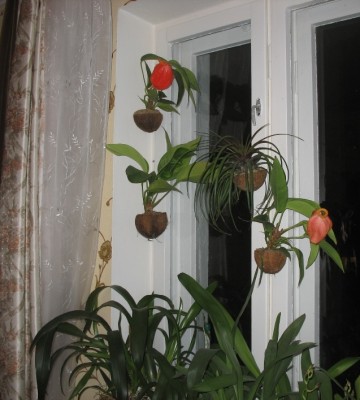 IMG_3941.JPG