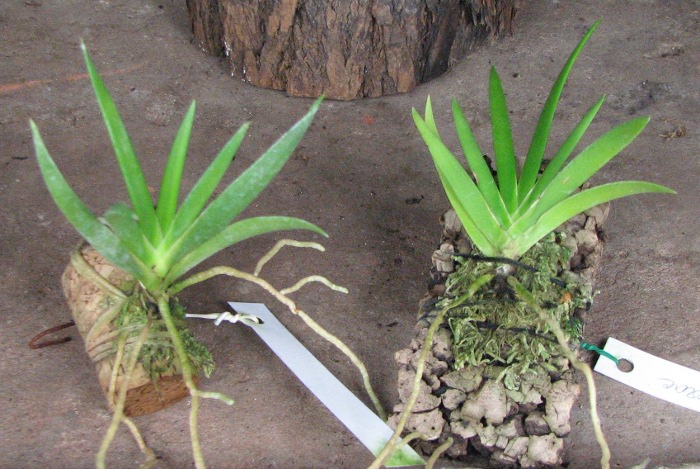 Podangis dactyloceras.JPG