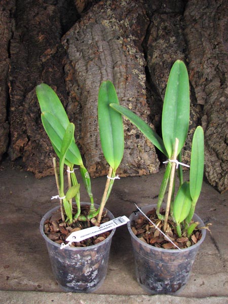 Cattleya lueddemanniana concolor (clara) x self.jpg