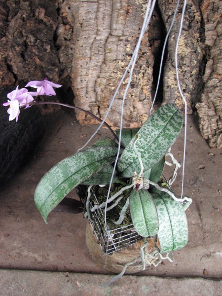 Орхидея Phalaenopsis schilleriana. 4 розетки.