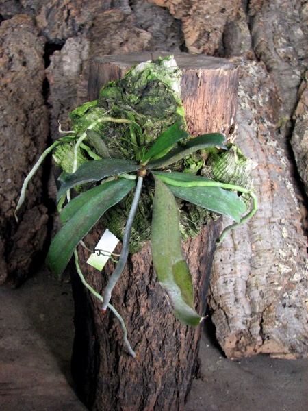 Aerangis biloba.JPG