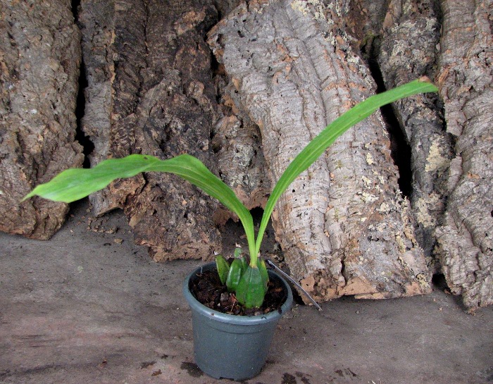 Lycaste deppei.JPG
