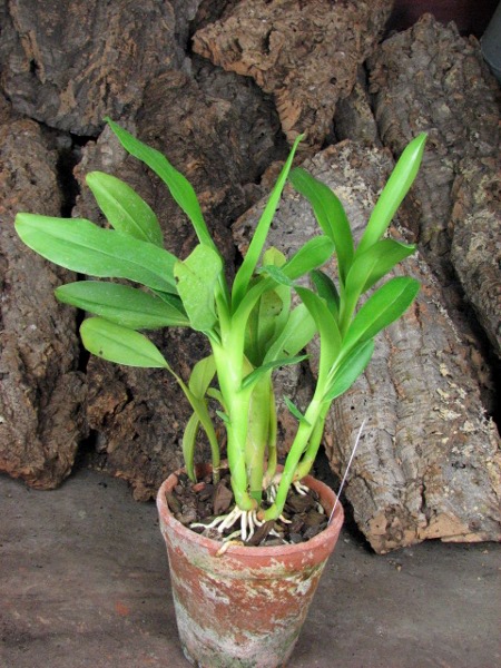 Aspasia silvana.JPG