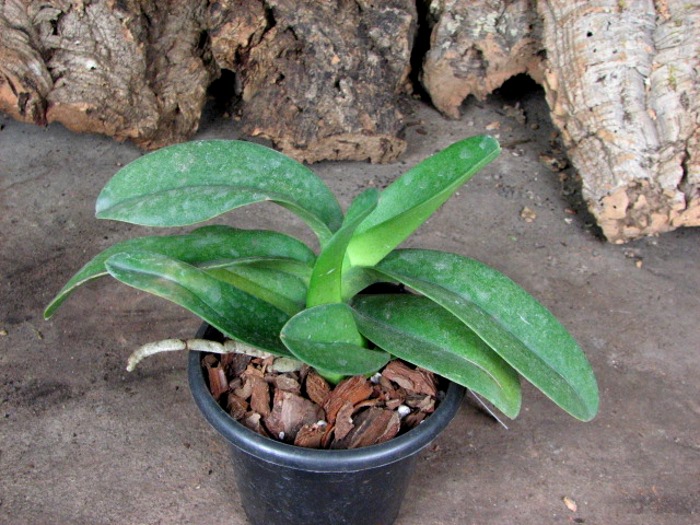 Doritis pulcherrima f. champorensis 'White'.JPG