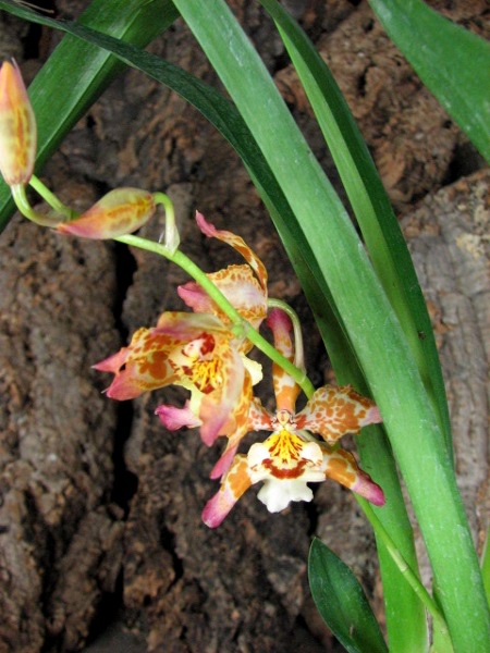 Wilsonara Pacific Panache 'Kenny Boy'.JPG