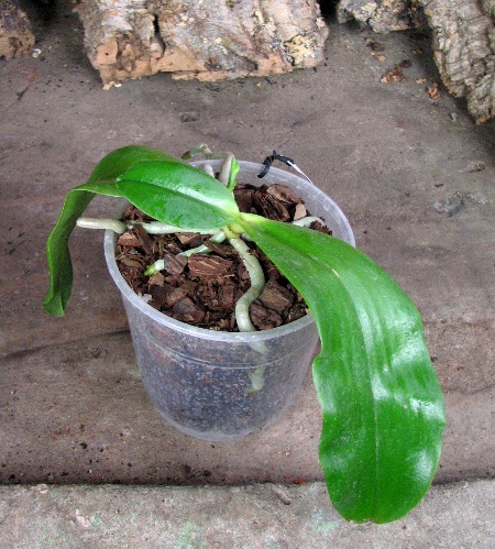 Phalaenopsis amboinensis 'Nicole'2.JPG