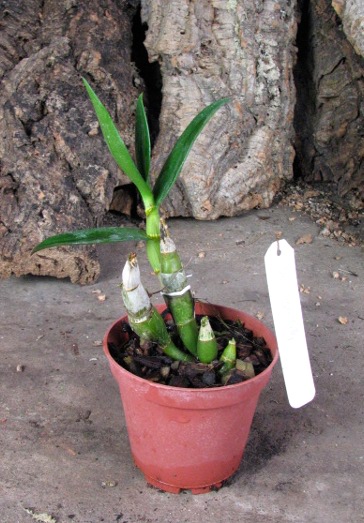 Dendrobium Tiger Lily.JPG