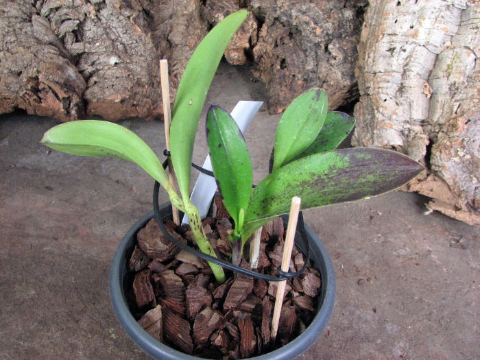 Cattleya Jungle Eyes 'ORCHIS'.JPG
