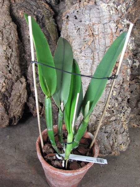 Cattleya maxima.JPG