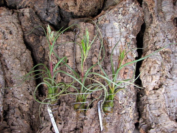 Tillandsia baileyi.JPG