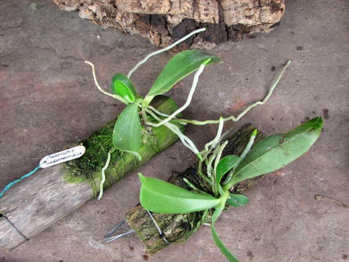 Phalaenopsis lueddemanniana.JPG