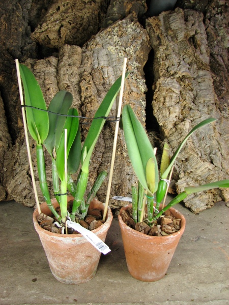 Cattleya maxima.JPG