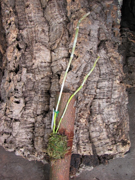 Dendrobium crystallinum.JPG