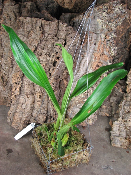 Acineta superba.JPG