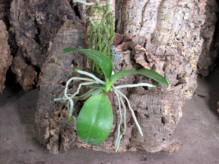 Phalaenopsis pulchra.JPG