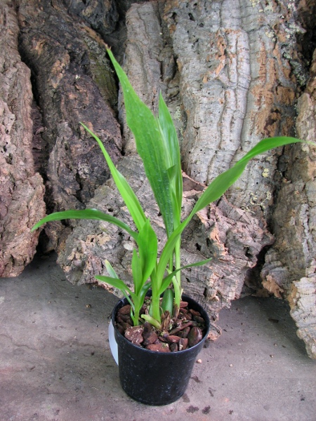 Pabstia jugosa.JPG