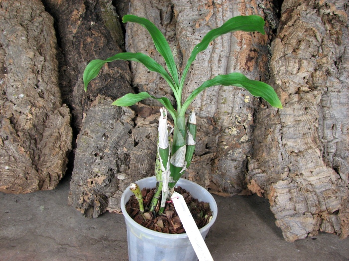 Chysis laevis.JPG