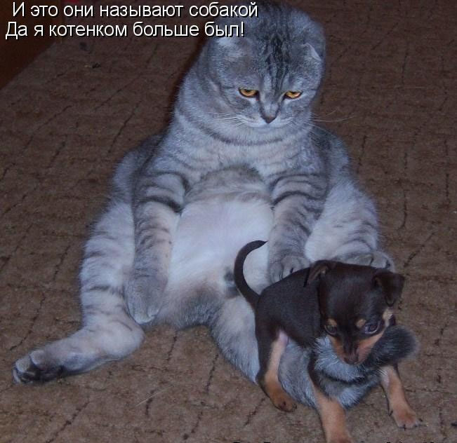 funny_cats_03.jpg