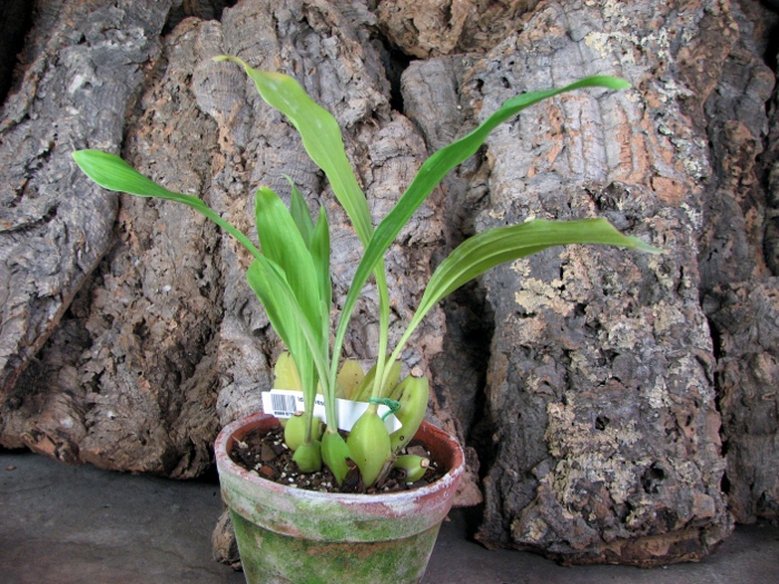 Ida fulvescens.JPG