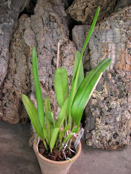 Laelia Pulcherrima coerulea (L. lobata coerulea x L. purpurata werkhauseri).JPG