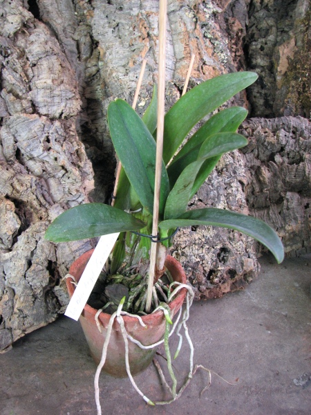 Laeliocattleya Blue Angel 'Executive'.JPG