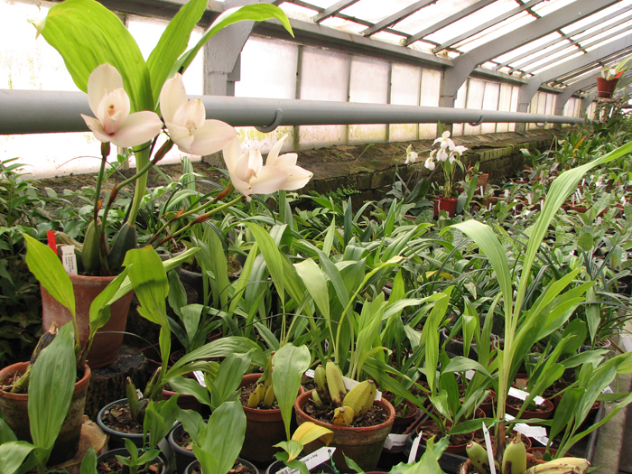 greenhouse.jpg