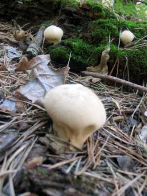 mushroom_2.JPG