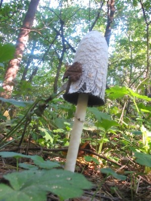 mushroom_6.JPG