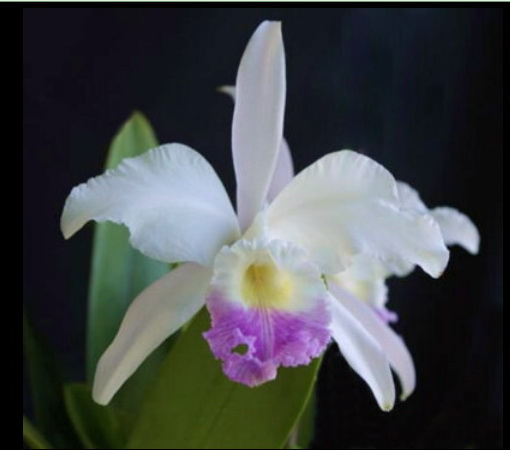Cattleya mendelii semi-alba "Carlos Arango"