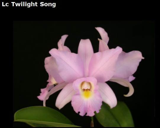 lc.Twilight Song размер 2,5", 9$ 2-3 года до цветения, результат скрещивания тетраплоидных валькерианы и анцепс.