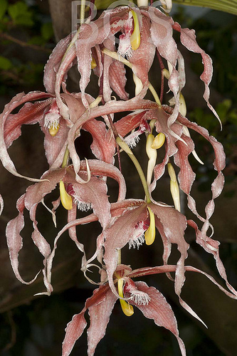 PAPHINIA HERRERAE
