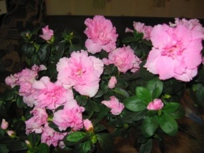 IMG_0027.jpg