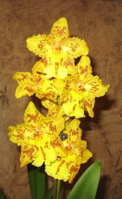 IMG_3759.JPG