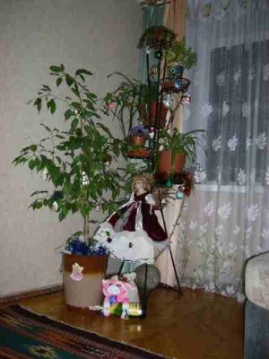 P1050503_1.JPG