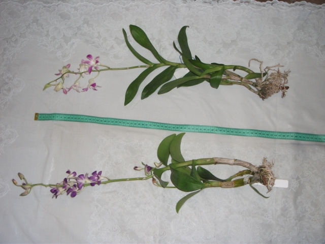 DSCF2656.JPG