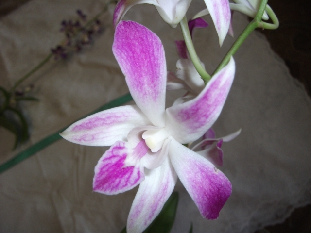 DSCF2663.JPG