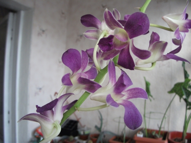 DSCF2672.JPG