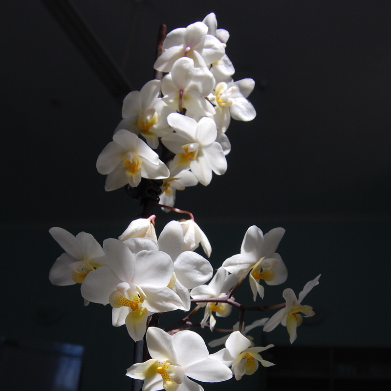DSC_0058c.jpg