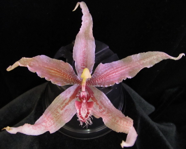 Paphinia herrerae