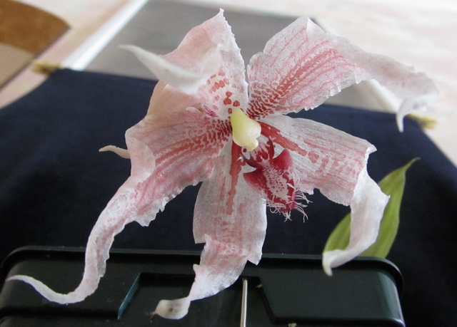 Paphinia herrerae