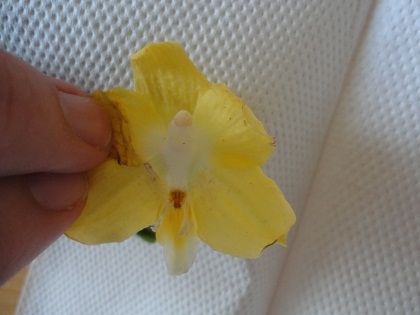 DSC01250.JPG
